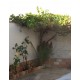 GUAZA DE CAMPOS